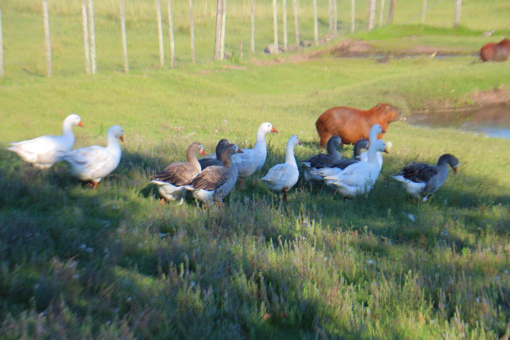 Estancia Turistica Finca Piedra Mal Abrigo Екстер'єр фото